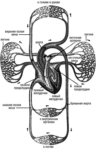 Малый круг кровообращения схема анатомия