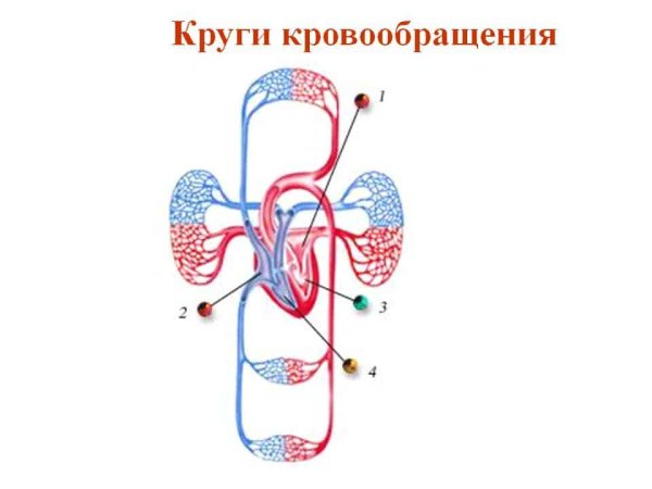 Круги кровь кровь кровообращения схема