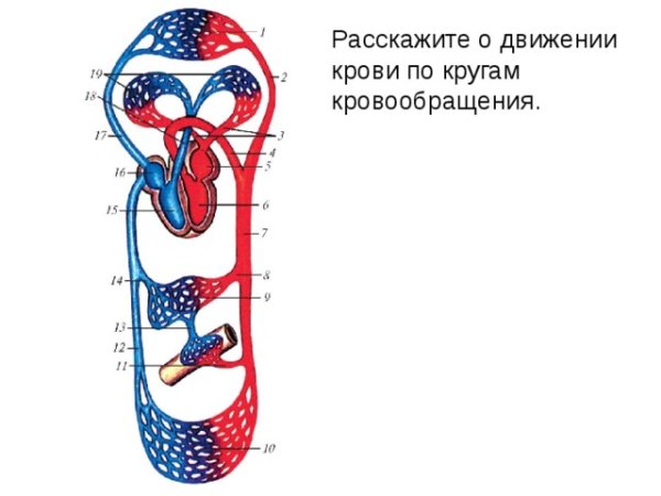 Большой и малый круг кровообращения схема