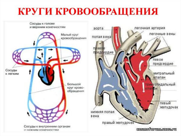 Сердечно сосудистая система большой и малый круг кровообращения