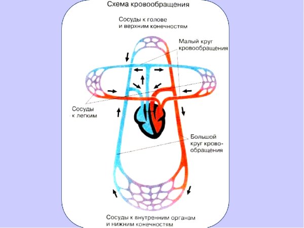 Сосуды большого круга кровообращения схема