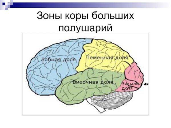 Основные функциональные зоны коры полушарий большого мозга