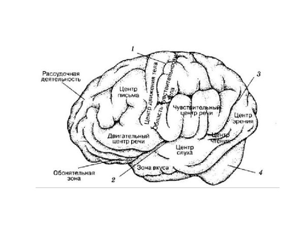 Функции основных зон больших полушарий головного мозга