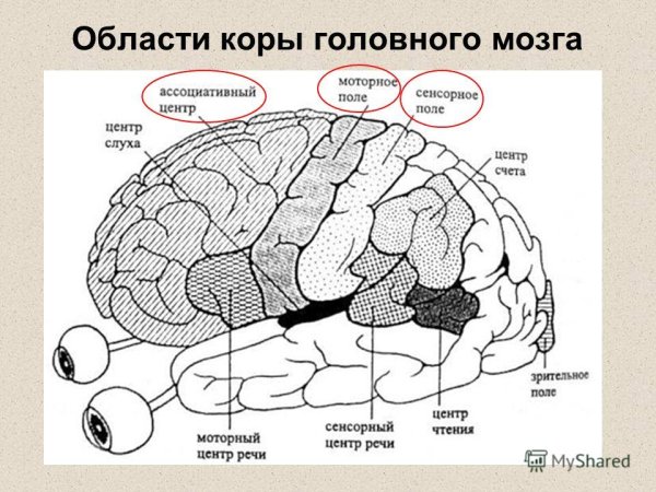 Кора больших полушарий головного мозга схема