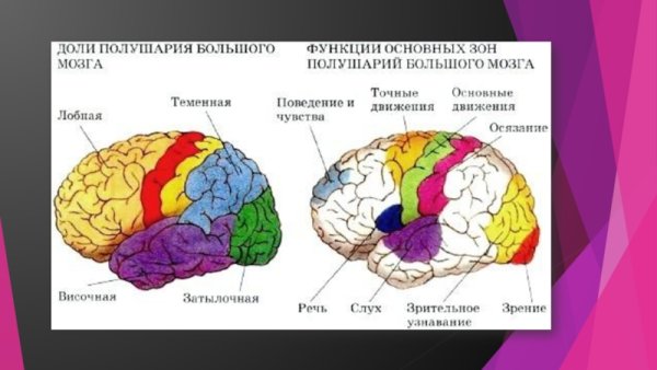 Постцентральная зона коры головного мозга