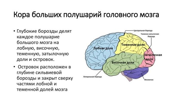 Кора головного мозга зоны коры головного мозга