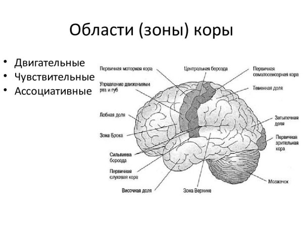 Кора больших полушарий головного мозга зоны коры