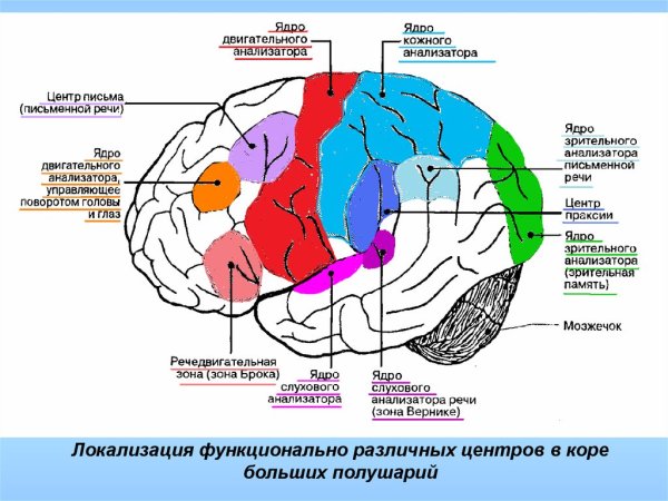 Проекционные и ассоциативные центры коры больших полушарий
