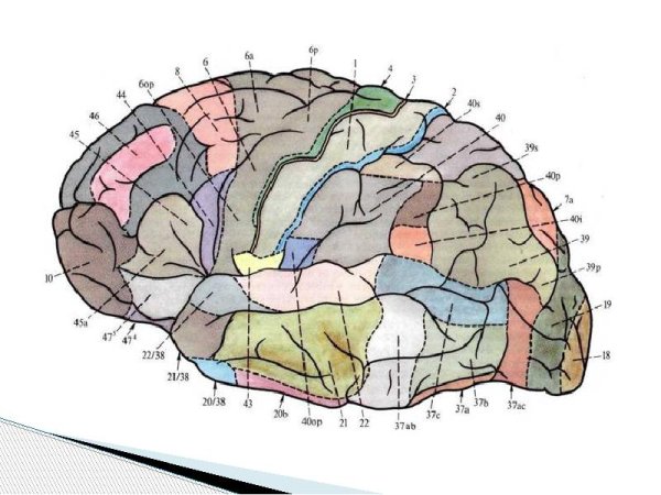 Кора головного мозга зоны коры головного мозга