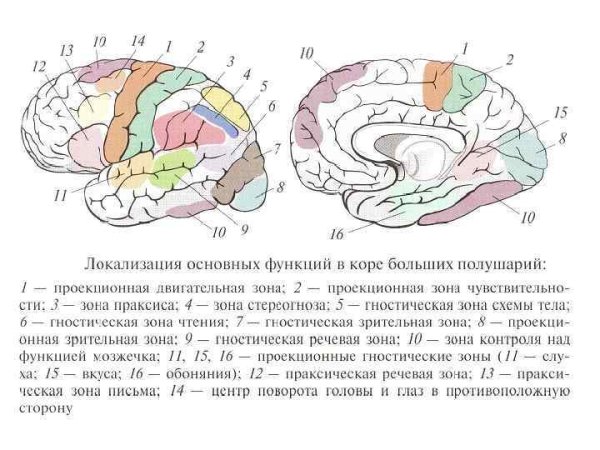 Функции основных зон полушарий большого мозга доли функции