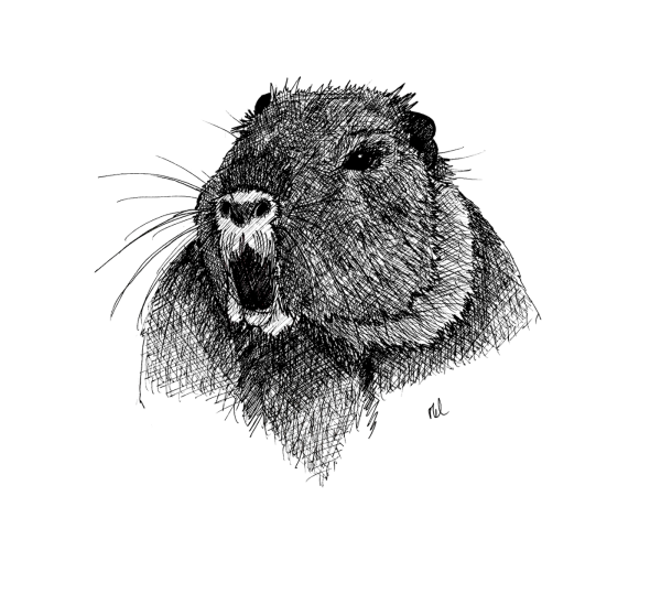 Бобр арт