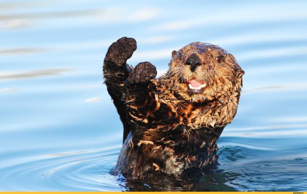 Калан агрессивный