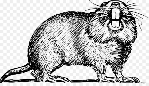 Бобер черно белый