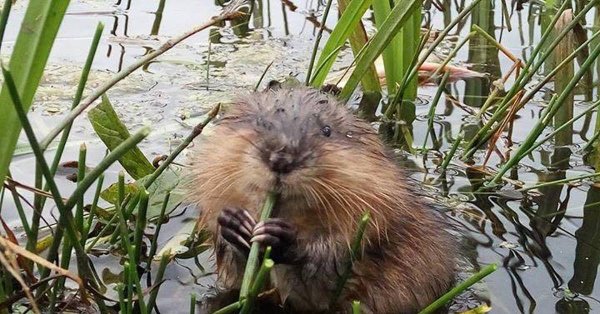 Водяная крыса ондатра