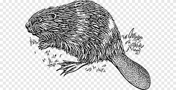 Нутрия рисунок