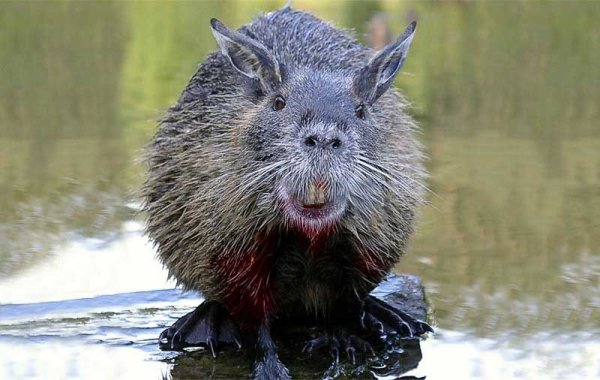 Выдра ондатра выхухоль