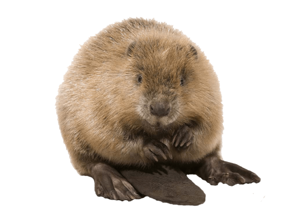 Бобер на прозрачном фоне