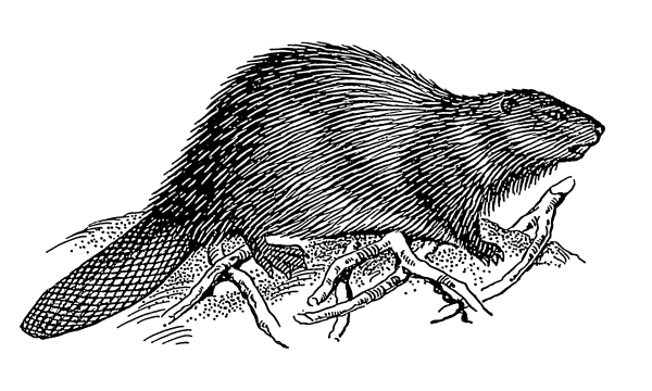 Бобер черно белый