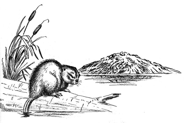 Плотина бобра раскраска для детей