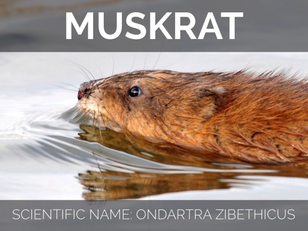 Ондатра Симонов