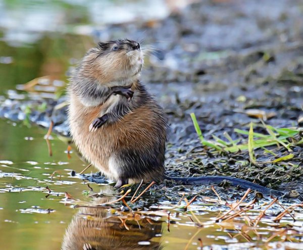 Хопёрский заповедник выхухоль