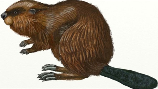 Бобр на белом фоне