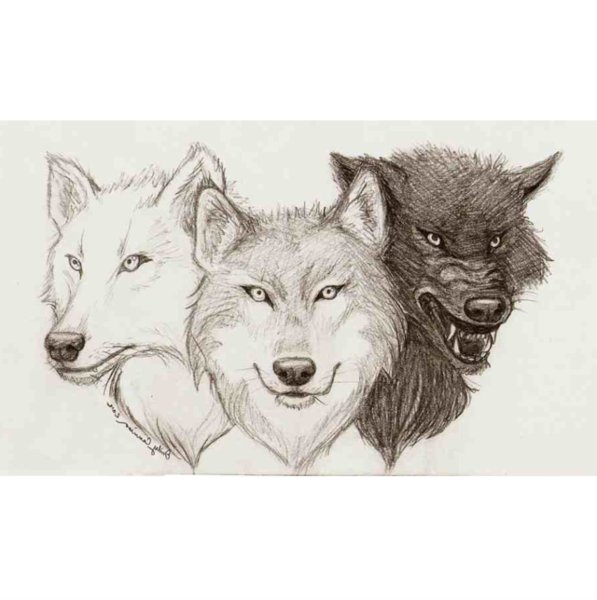 Стая Волков карандашом
