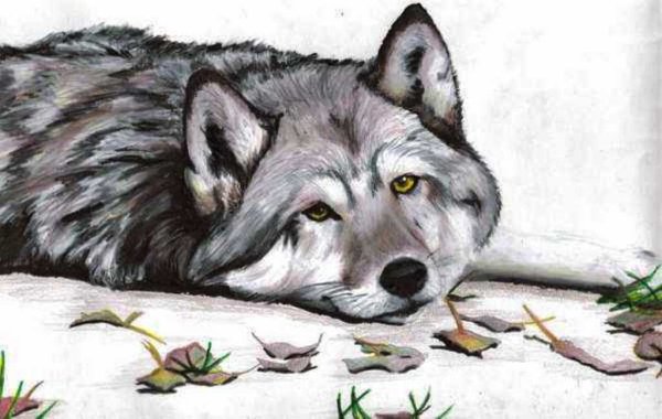 Картинки волка нарисованные