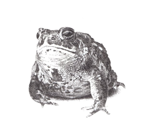 Лягушка рисунок реалистичный