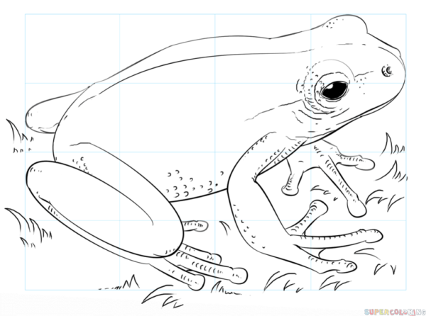 Лягушка рисунок карандашом