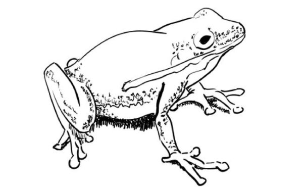 Лягушка сбоку рисунок