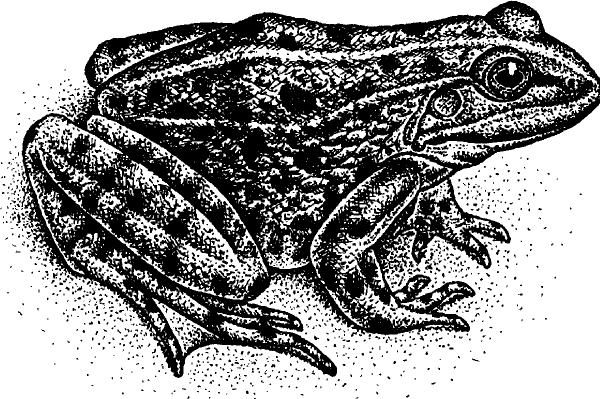 Озерная лягушка рисунок