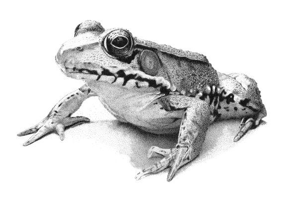 Зарисовки лягушек