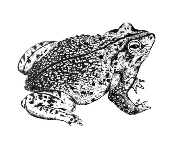 Серая жаба рисунок карандашом