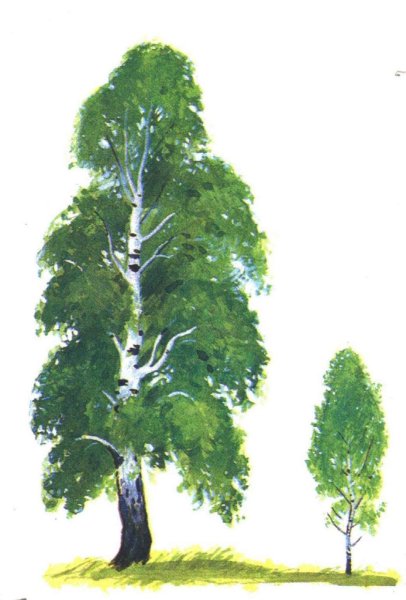 Береза рисунок