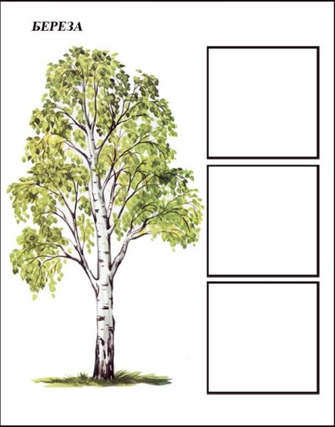 Береза карточка для детей