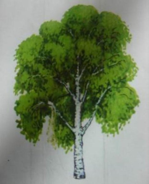 Дерево береза для детского сада