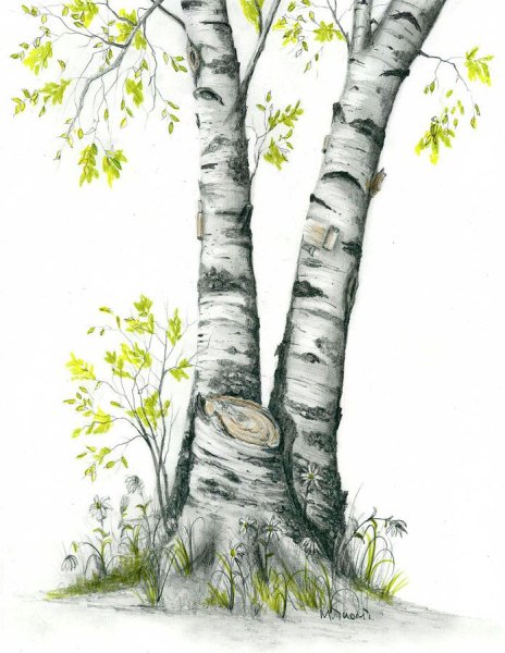 Ствол березы для детей