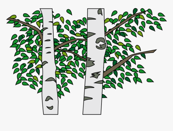 Береза вектор