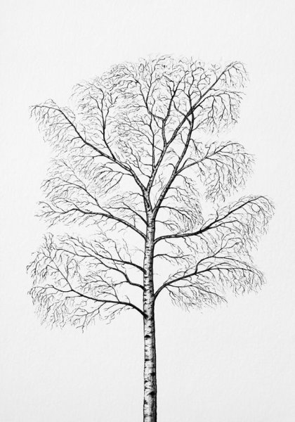 Зарисовка березы