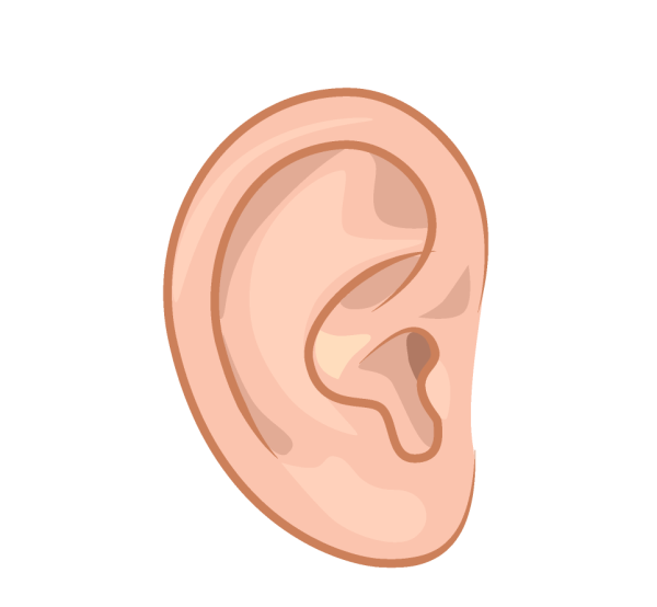 Органы чувств человека ухо