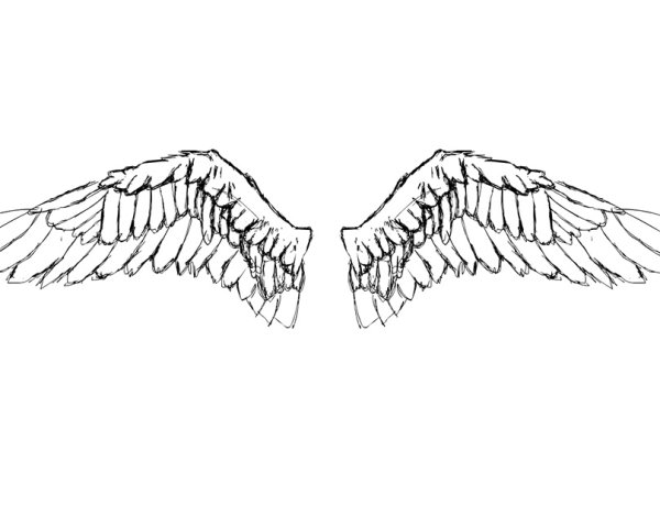 Анатомия крыльев ангела карандашом