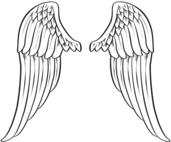 Анатомия крыльев для рисования