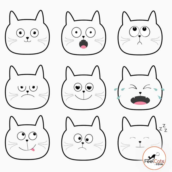 Разные мордочки котиков