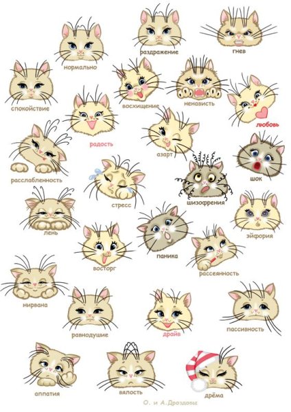 Эмоции кошек