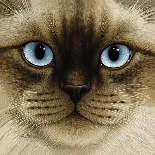 Мордочка кошки