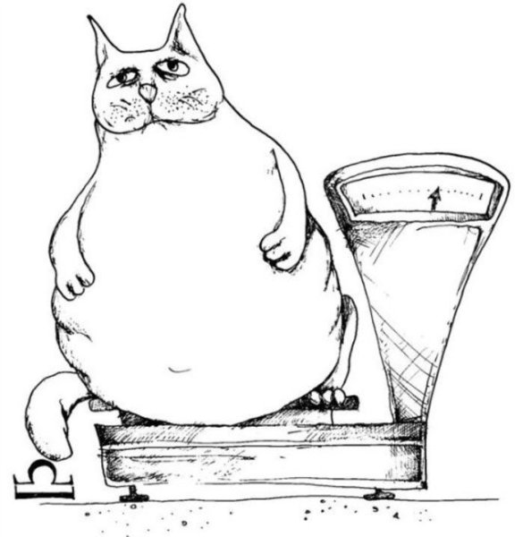 Иллюстрации котики Натальи Илларионовой