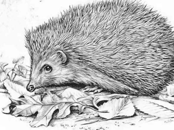 Набросок ежика карандашом
