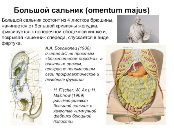 Малый сальник и большой сальник анатомия