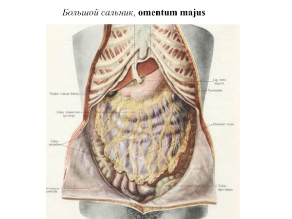 Большой сальник анатомия строение